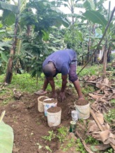 Replanting