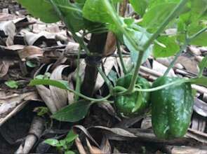 Peppers!