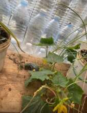 Cucumbers!