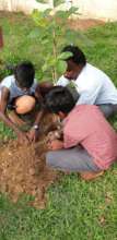 Tree planting in school