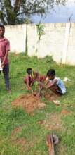 Tree planting in school