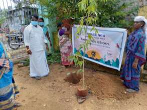 New tree planted