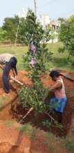 15feet tree planting