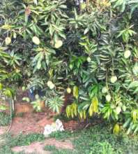 Mango tree gives extra income