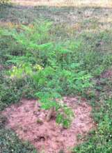 Drum stick planting for good yield