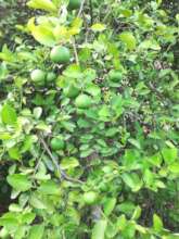 Lemon gives good yield & income