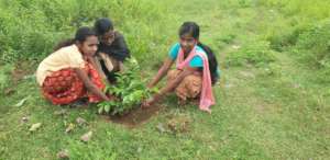 Caring planted trees