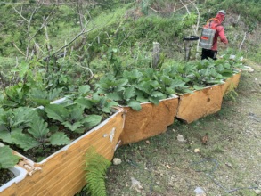 Food growing
