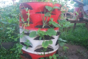 Food via home gardens