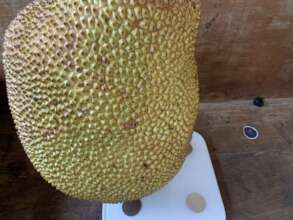 high-valued fruits promotion