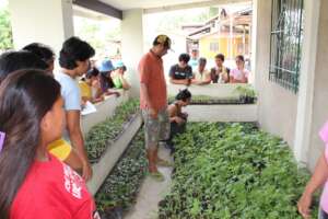 Seedlings for gardens