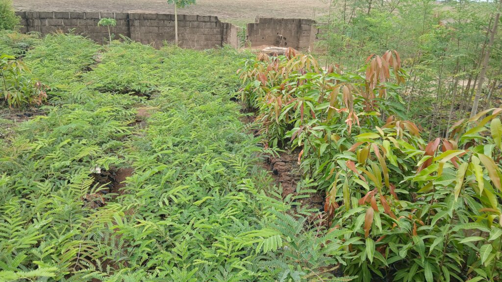 Tree seedlings in the nursery ready to be planted