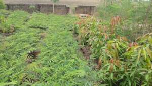 Tree seedlings in the nursery ready to be planted