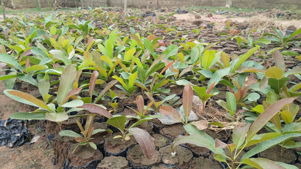 Shea butter seedlings in the nursery for planting