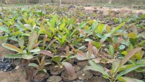 Shea butter seedlings in the nursery for planting