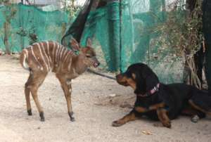 Baby Nyalou with Nikita