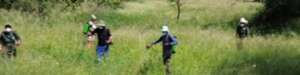 Spraying to eradicate alien invasive plant species