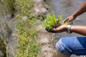 Rice transplanting (Mountain & Ocean Surf Camp)