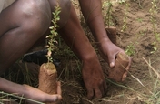 Primary Forest Restoration in Madagascar