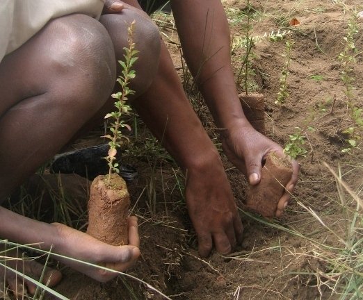 Primary Forest Restoration in Madagascar