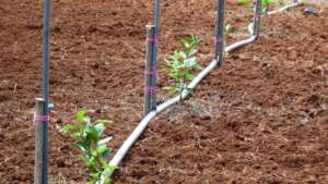 Fresh alternative crop saplings planted