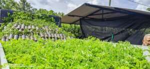 3610 tree saplings loaded ready for delivery!