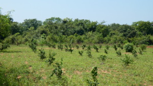 Our local orange plants growing steadily.