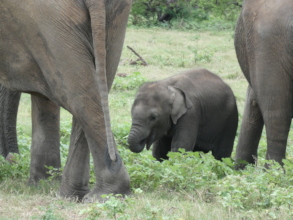 Spotted a new calf in the Udawalawe Park