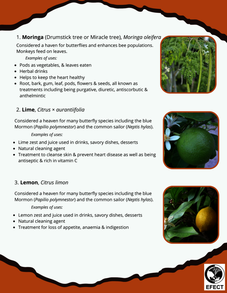 Three tree options for alternative crops