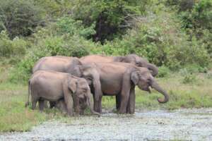 Asian elephant family in Udawalawe NP, Sri Lanka