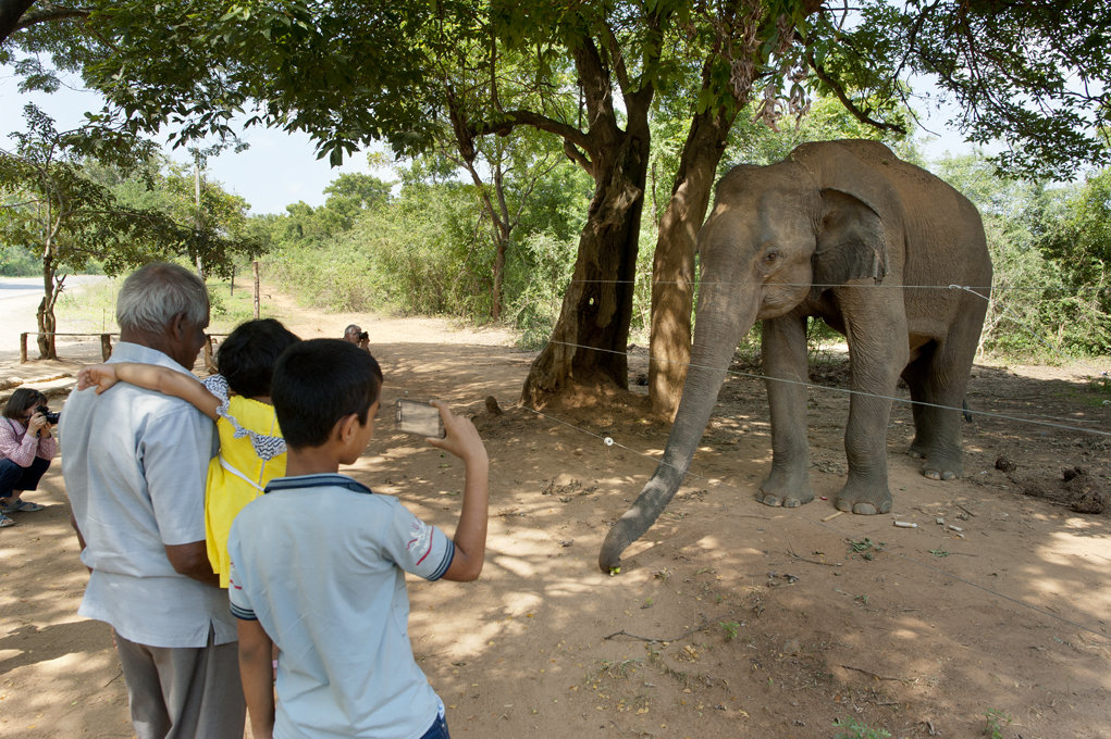 Facilitating human-elephant coexistence in Asia
