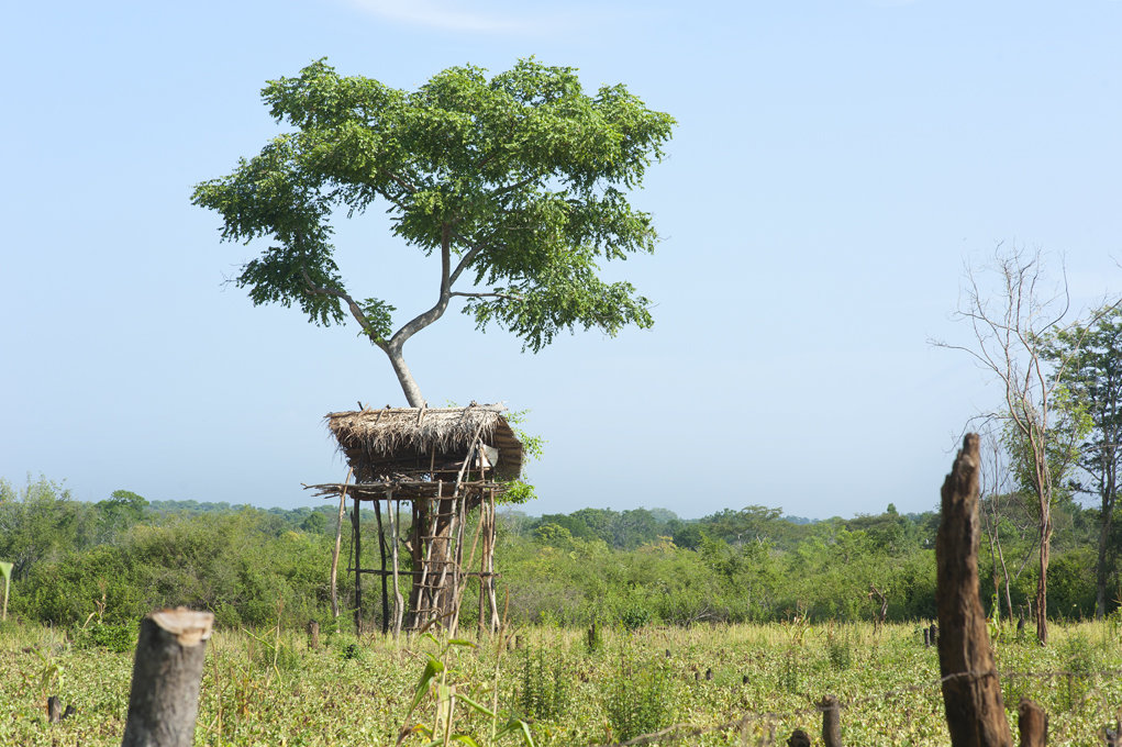 Facilitating human-elephant coexistence in Asia