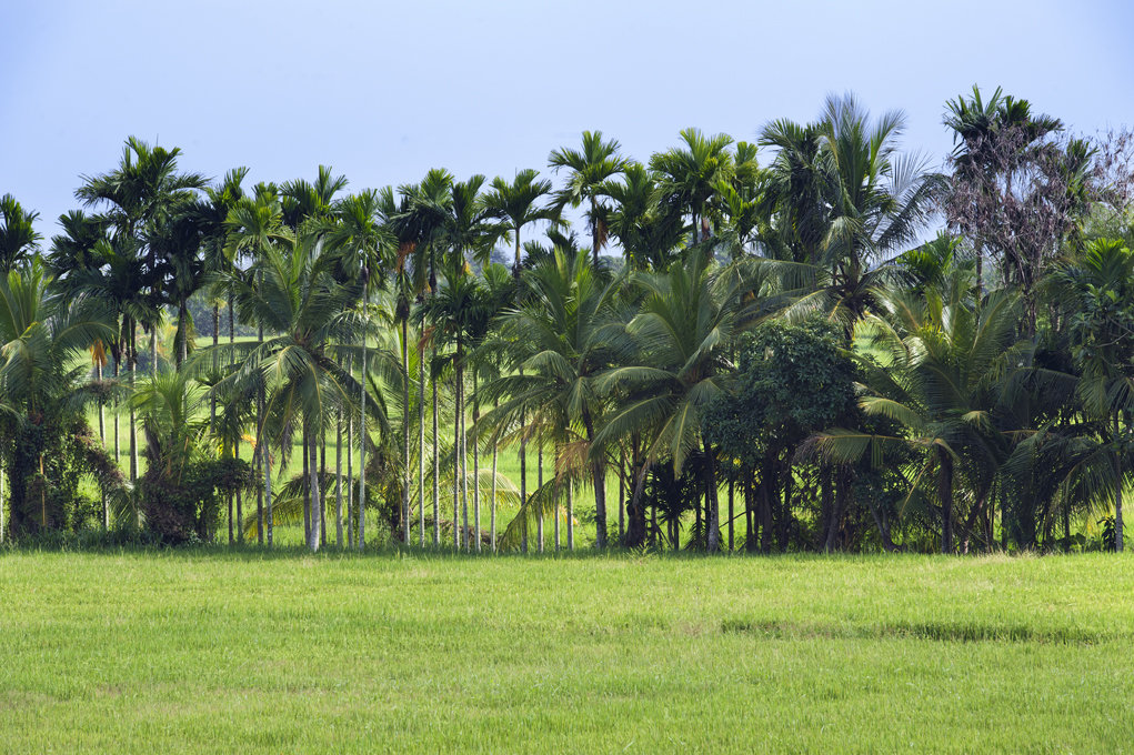 Facilitating human-elephant coexistence in Asia