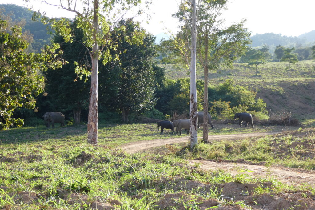Facilitating human-elephant coexistence in Asia