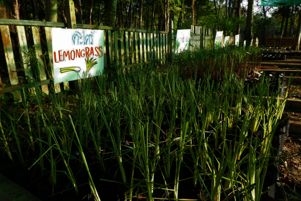 Facilitating human-elephant coexistence in Asia