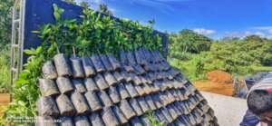 Saplings ready for distribution to farmers