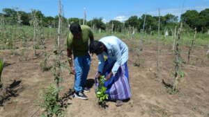 Planting the saplings