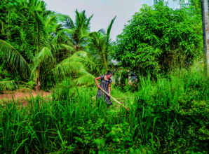 Facilitating human-elephant coexistence in Asia