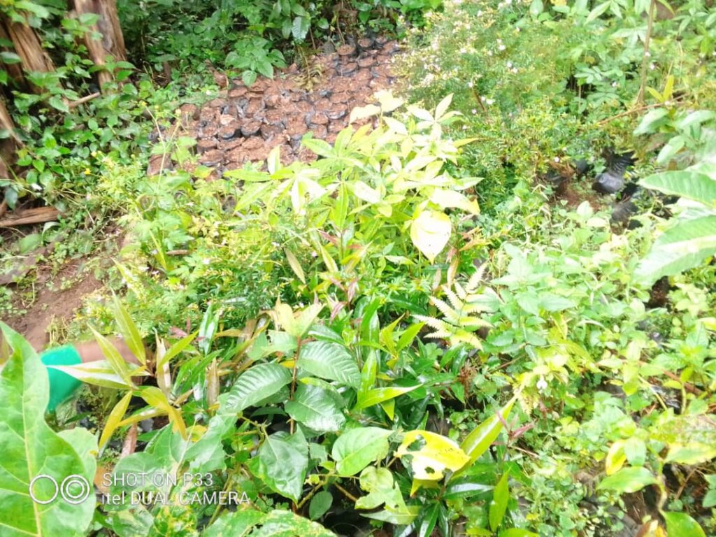 COMMUNITY TREE PLANTING INITIATIVE, CAMEROON.