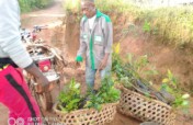 COMMUNITY TREE PLANTING INITIATIVE, CAMEROON.