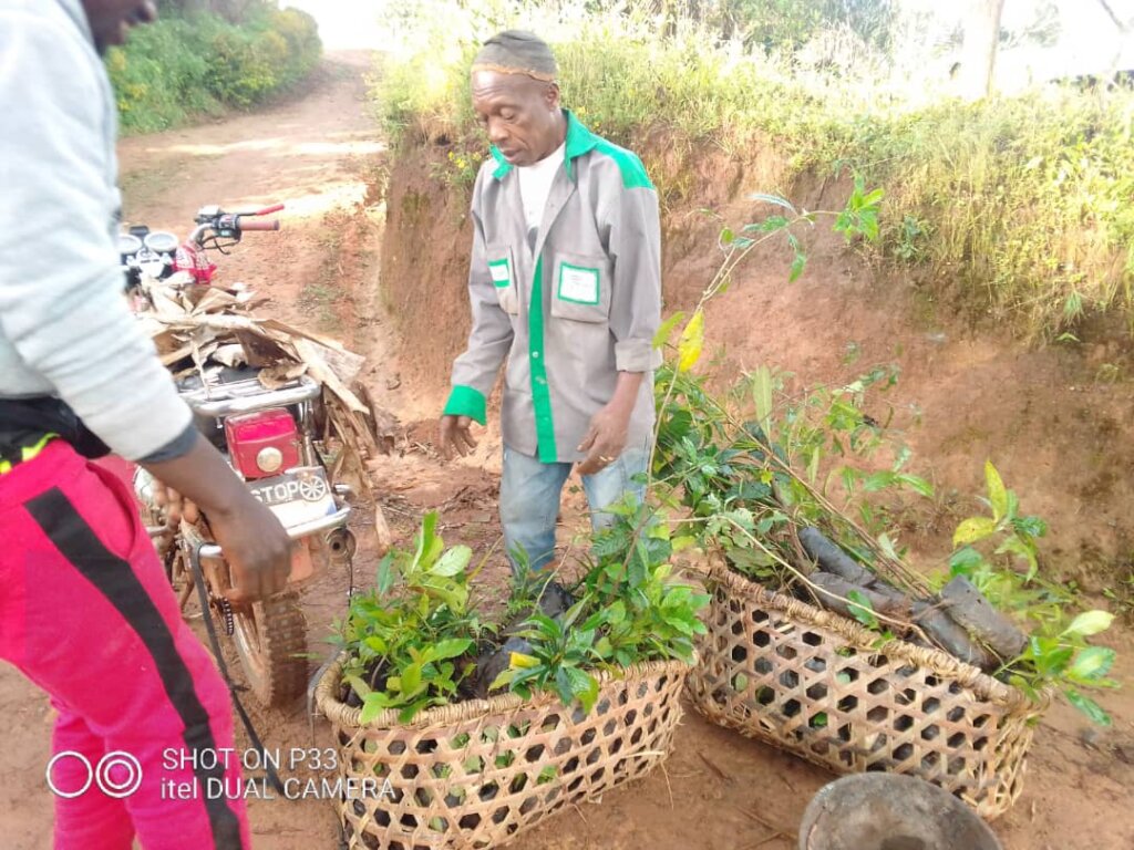 COMMUNITY TREE PLANTING INITIATIVE, CAMEROON.