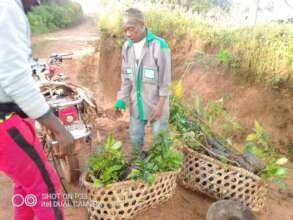COMMUNITY TREE PLANTING INITIATIVE, CAMEROON.
