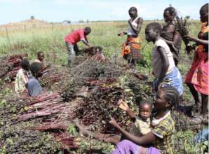 bundling harvested sesame in the field