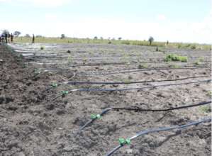 Drip lines for vegetable cultivation.