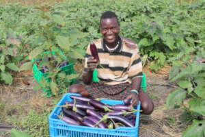A farmer showcases his freshly picked eggplants