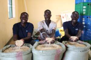 Expanding Corn Seed Production