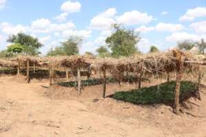 A Project Beneficiary's Vegetable Nursery