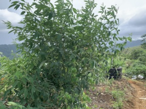 Promoting fast-growing trees