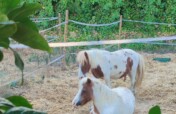 Equine assisted activities for vulnerable children
