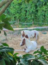 Equine assisted activities for vulnerable children
